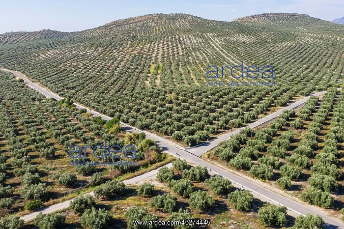 : Cultivated olive trees (Olea europaea) and crossroads : Cultivated olive trees (Olea europaea) and crossroads