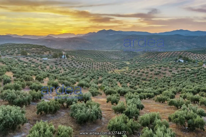 : Cultivated olive trees (Olea europaea) at dawn : Cultivated olive trees (Olea europaea) at dawn