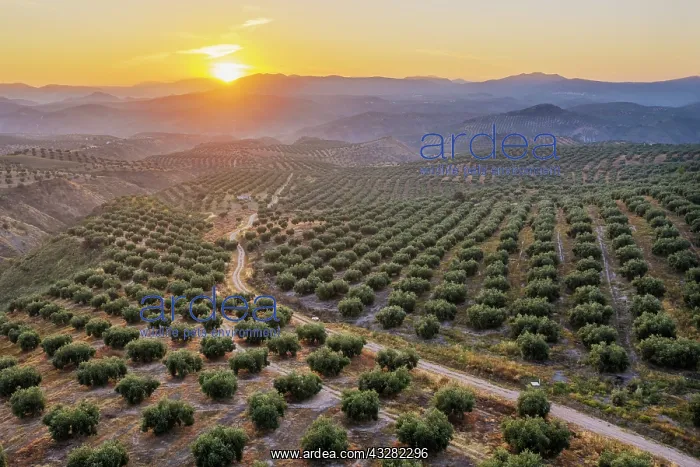 : Cultivated olive trees (Olea europaea) at sunrise : Cultivated olive trees (Olea europaea) at sunrise