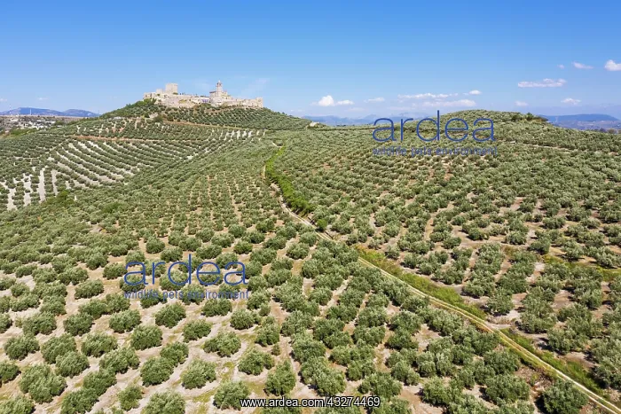  : Cultivated olive trees (Olea europaea) surround
