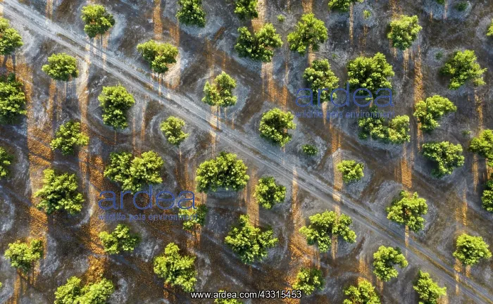 : Cultivated olive trees (Olea europaea) and track : Cultivated olive trees (Olea europaea) and track