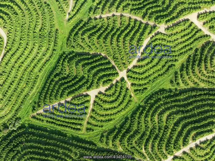 : Cultivated orange trees (Citrus sinensis) and network : Cultivated orange trees (Citrus sinensis) and network
