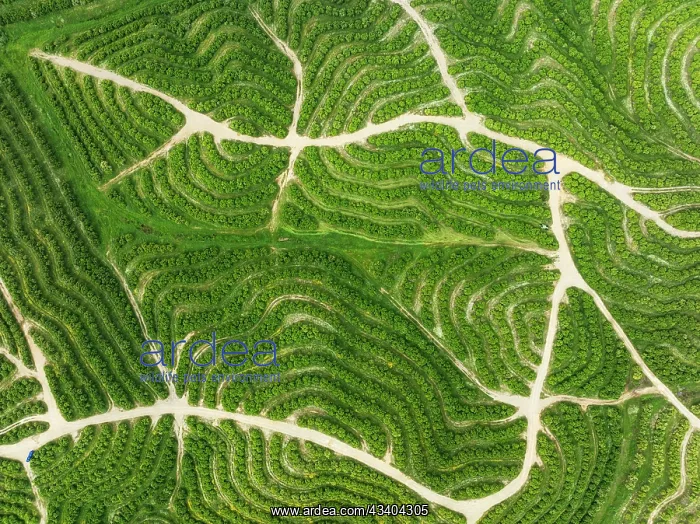 : Cultivated orange trees (Citrus sinensis) and network : Cultivated orange trees (Citrus sinensis) and network