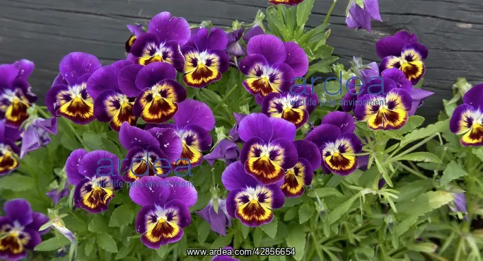  : Cultivated pansies