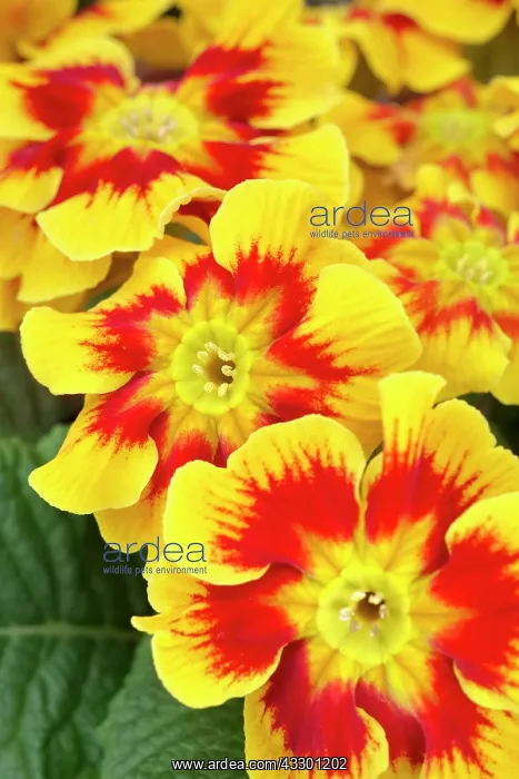  : Cultivated Primula