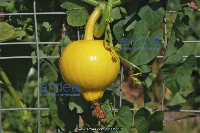 : Cultivated Squash : Cultivated Squash