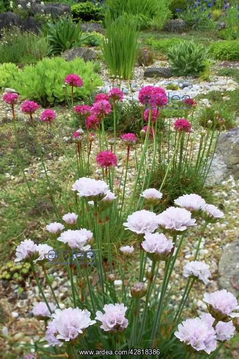 : Cultivated Thrift in gravel garden : Cultivated Thrift in gravel garden