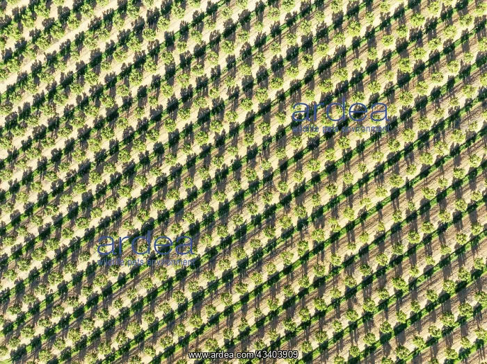 : Cultivated trees. Aerial view. Drone shot. Huelva : Cultivated trees. Aerial view. Drone shot. Huelva