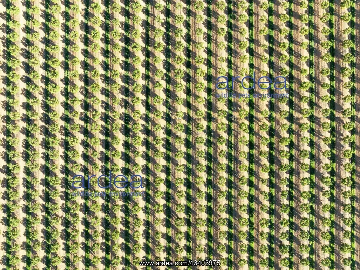 : Cultivated trees. Aerial view. Drone shot. Huelva : Cultivated trees. Aerial view. Drone shot. Huelva