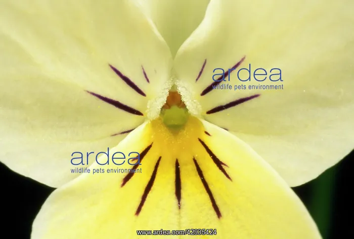 : Cultivated Violet flower in close up