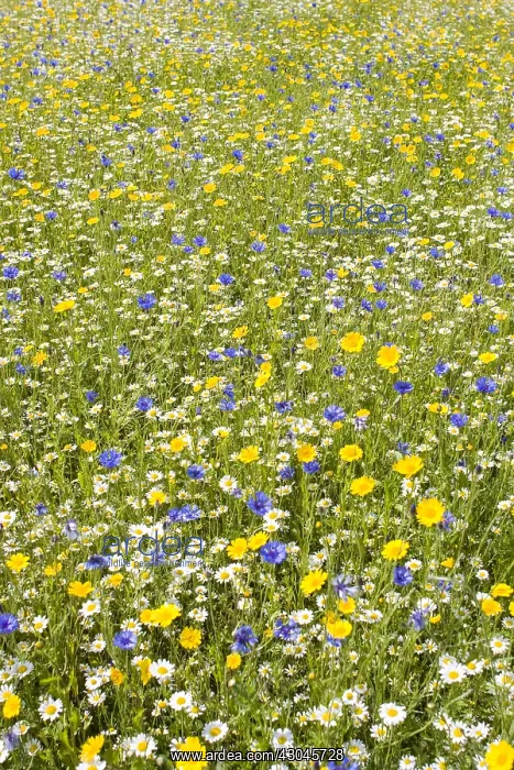 : Cultivated Wildflower Meadow with Corn Marigold : Cultivated Wildflower Meadow with Corn Marigold