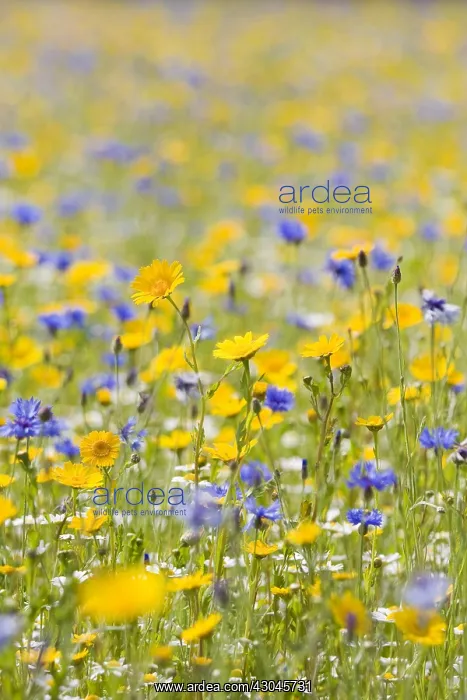 : Cultivated Wildflower Meadow with Corn Marigold : Cultivated Wildflower Meadow with Corn Marigold