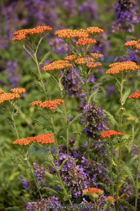  : A cultivated yarrow Walter Funkel with Nepeta