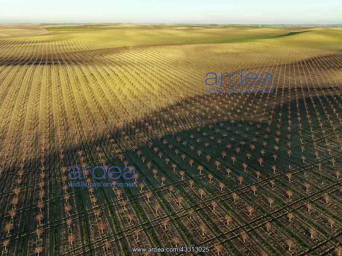 : Cultivated young Almond Trees (Prunus dulcis) in : Cultivated young Almond Trees (Prunus dulcis) in