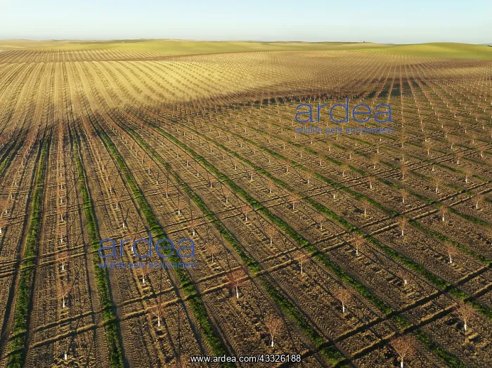 : Cultivated young Almond Trees (Prunus dulcis) in : Cultivated young Almond Trees (Prunus dulcis) in