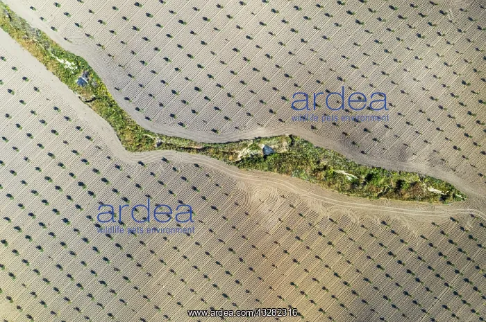 : Cultivated young olive trees (Olea europaea) in : Cultivated young olive trees (Olea europaea) in