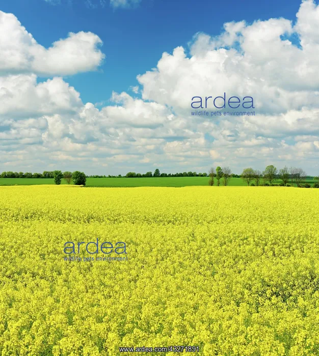 : Cultural landscape, blooming rape field under blue : Cultural landscape, blooming rape field under blue