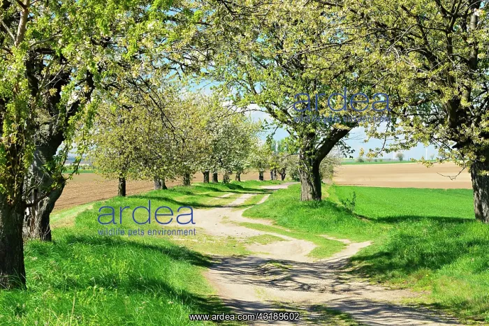 : Cultural landscape, field path with blossoming cherry : Cultural landscape, field path with blossoming cherry
