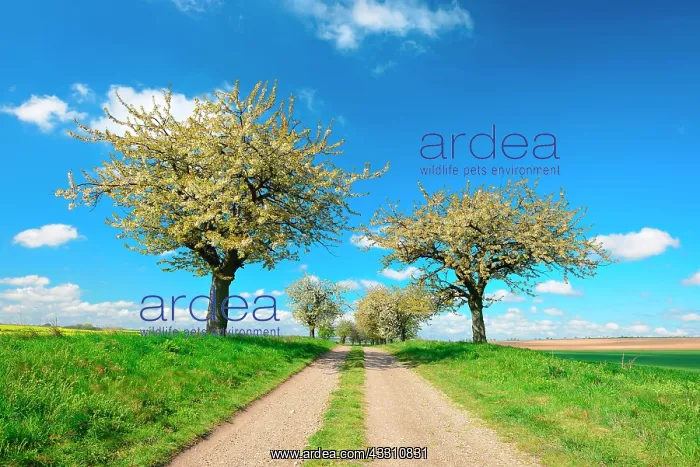: Cultural landscape, field path with blossoming cherry : Cultural landscape, field path with blossoming cherry