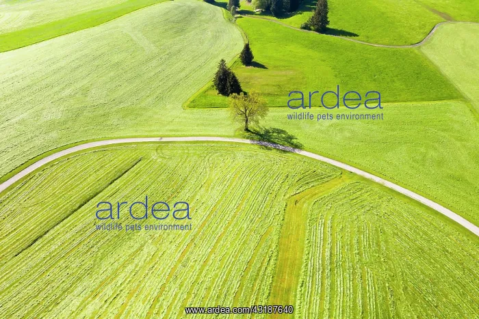 : Cultural landscape, mowed meadows, near Hopferau : Cultural landscape, mowed meadows, near Hopferau