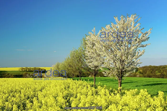 : Cultural landscape in spring, blossoming rape field : Cultural landscape in spring, blossoming rape field