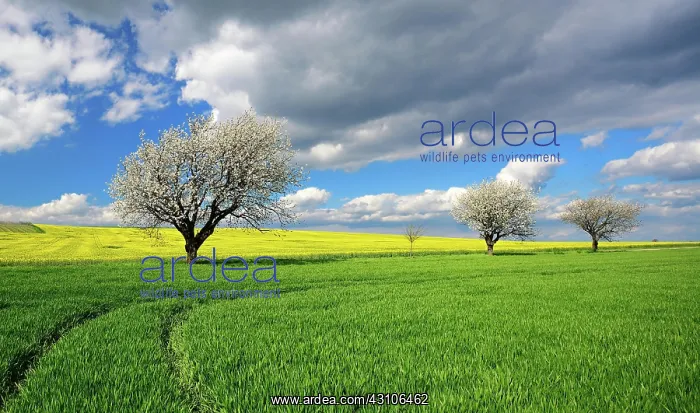 : Cultural landscape in spring, green corn field : Cultural landscape in spring, green corn field