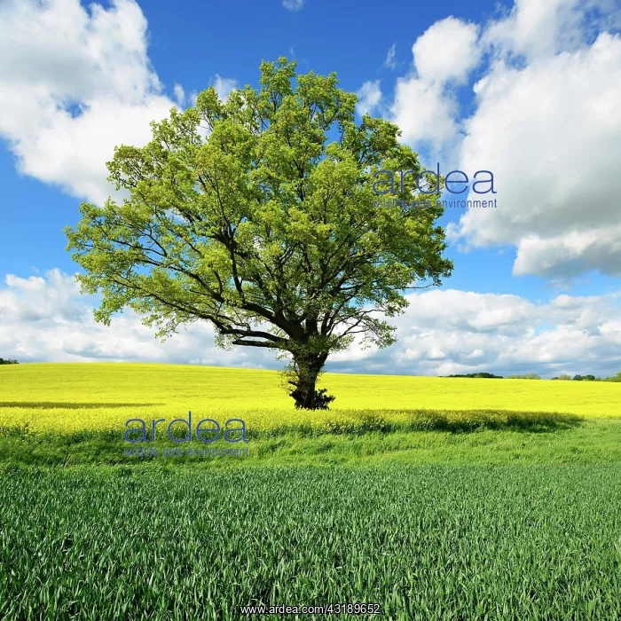 : Cultural landscape in spring, large solitary oak : Cultural landscape in spring, large solitary oak