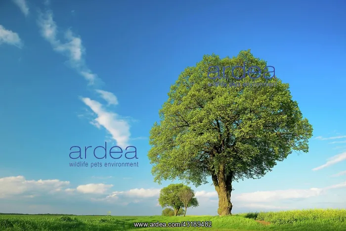 : Cultural landscape in spring, Linden trees (Tilia) : Cultural landscape in spring, Linden trees (Tilia)