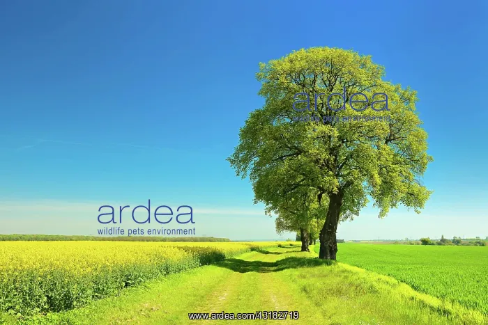 : Cultural landscape in spring, old lime trees on : Cultural landscape in spring, old lime trees on