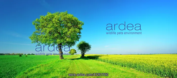 : Cultural landscape in spring, old lime trees on : Cultural landscape in spring, old lime trees on