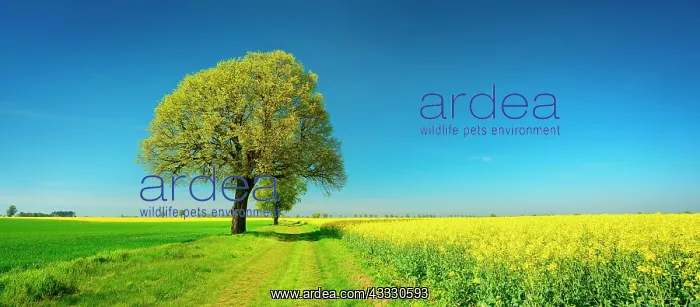 : Cultural landscape in spring, old lime trees on : Cultural landscape in spring, old lime trees on