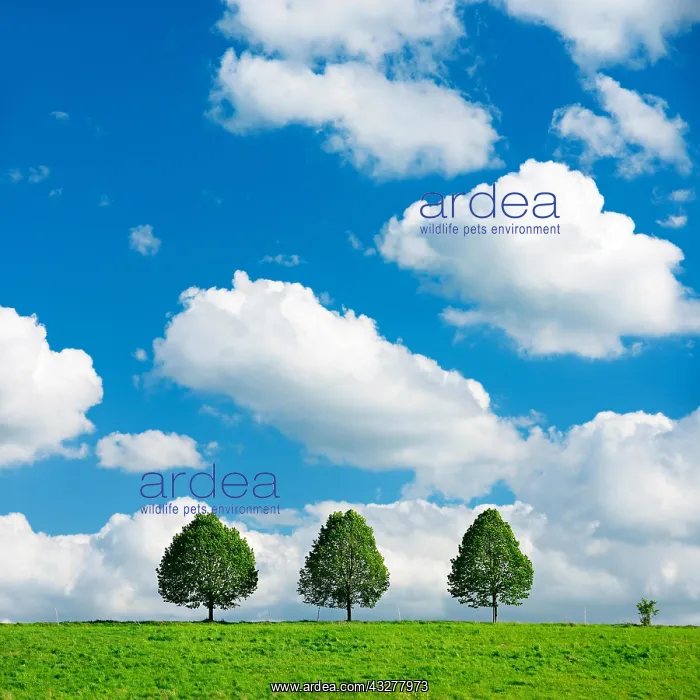 : Cultural landscape in spring, three small lime trees : Cultural landscape in spring, three small lime trees