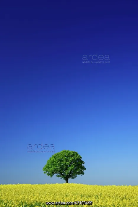 : Cultural landscape in spring, solitary oak (Quercus : Cultural landscape in spring, solitary oak (Quercus