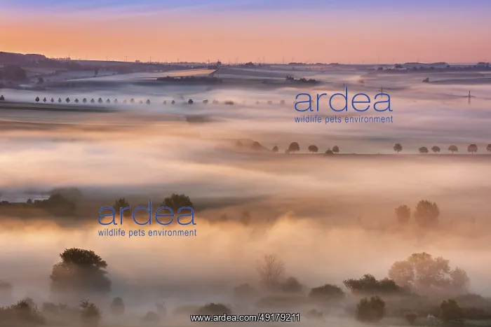 : Cultural landscape at sunrise, morning fog shines in the first light : Cultural landscape at sunrise, morning fog shines in the first light