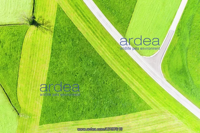 : Cultural landscape, triangle in partially mowed : Cultural landscape, triangle in partially mowed
