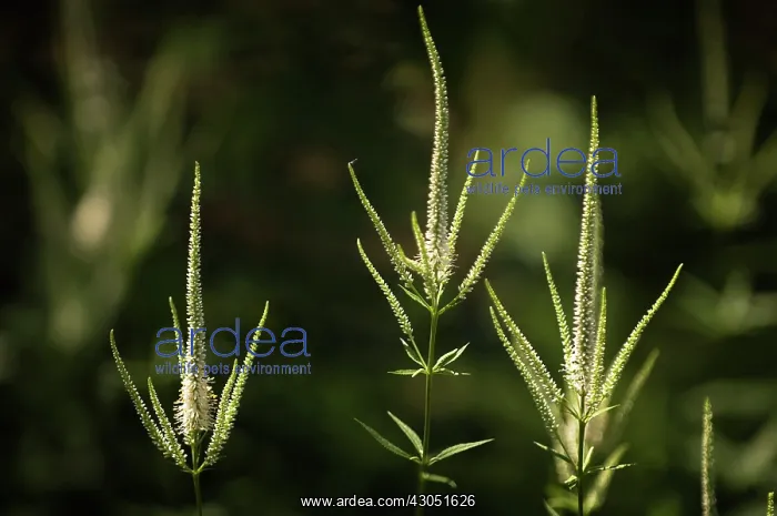 : Culver's root : Culver's root