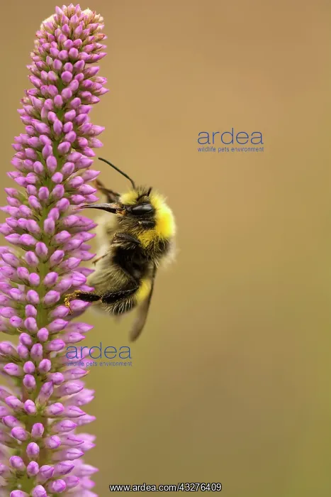 : Culver's root, Veronicastrum sibiricum, Mauve subject : Culver's root, Veronicastrum sibiricum, Mauve subject