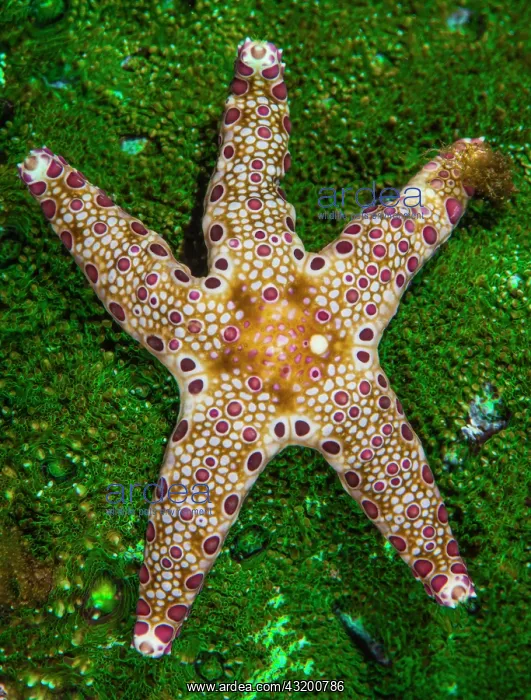 : Cummings Sea Star (Neoferdina cumingi) on coral : Cummings Sea Star (Neoferdina cumingi) on coral
