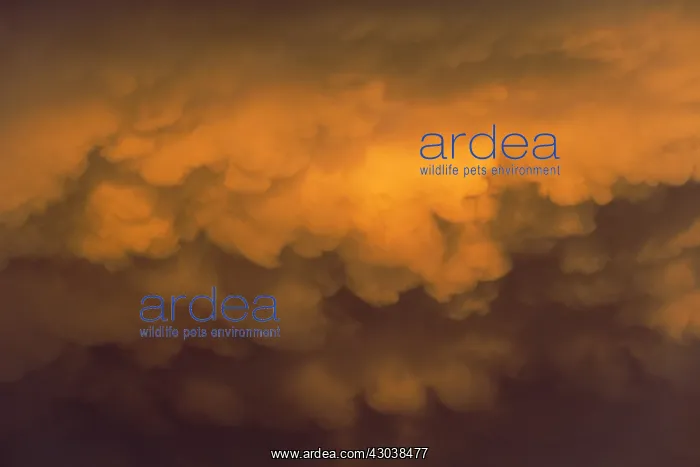 : Cumulonimbus cloud in the evening during the rainy : Cumulonimbus cloud in the evening during the rainy