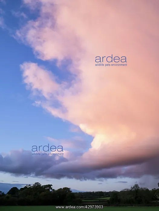 : Cumulonimbus cloud at sunset : Cumulonimbus cloud at sunset