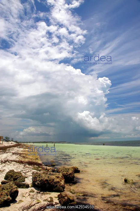 : Cumulonimbus clouds : Cumulonimbus clouds