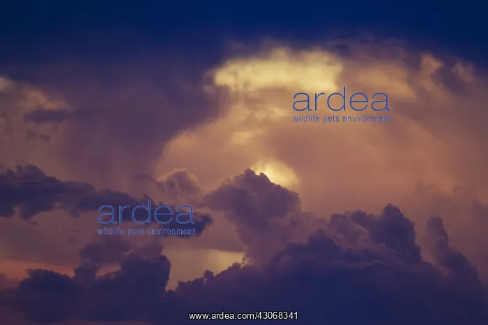 : Cumulonimbus clouds in the evening during the rainy : Cumulonimbus clouds in the evening during the rainy