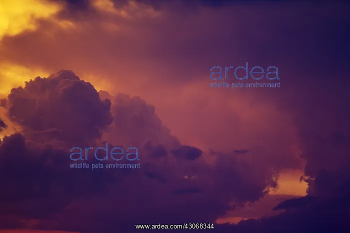: Cumulonimbus clouds in the evening during the rainy : Cumulonimbus clouds in the evening during the rainy