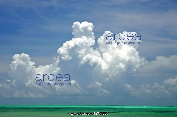 : Cumulonimbus clouds and thunderstorm approaching : Cumulonimbus clouds and thunderstorm approaching