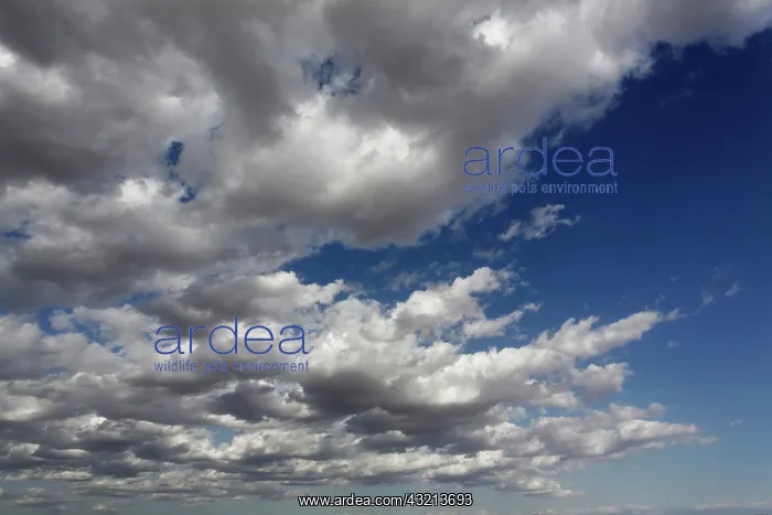 : Cumulus cloud formation, Samburu Game Reserve : Cumulus cloud formation, Samburu Game Reserve
