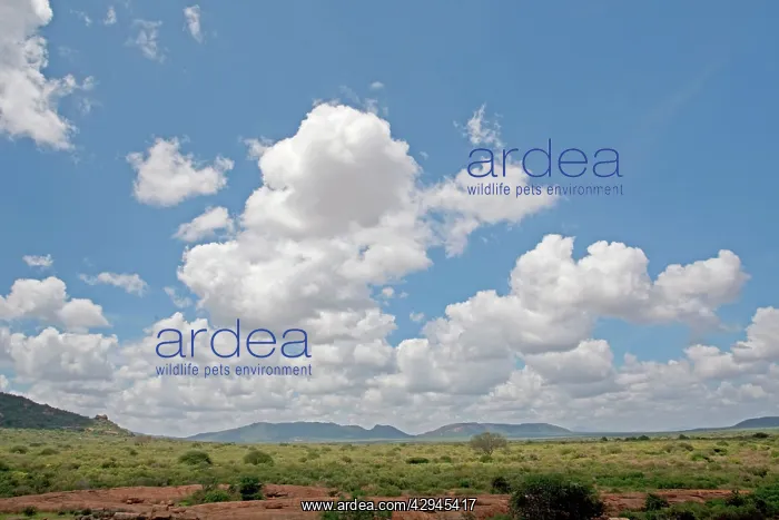 : Cumulus cloud formations from Mudunda Rock : Cumulus cloud formations from Mudunda Rock