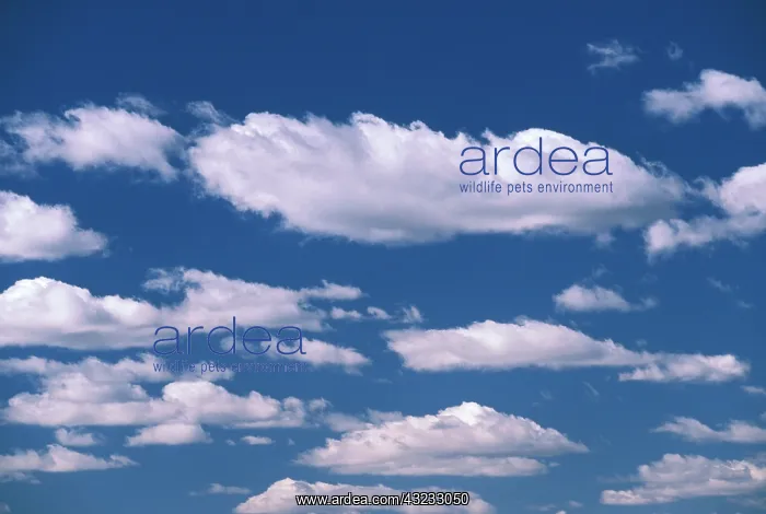 : Cumulus cloud pattern : Cumulus cloud pattern