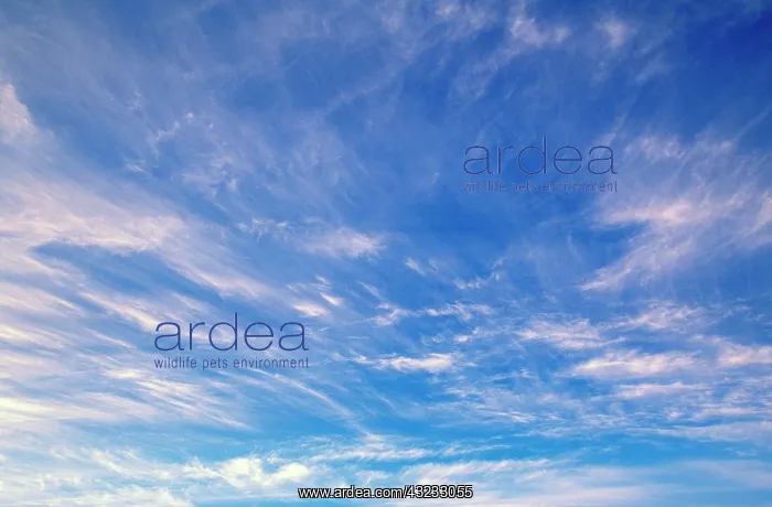 : Cumulus cloud pattern : Cumulus cloud pattern