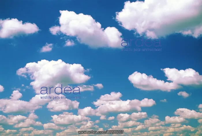 : Cumulus cloud pattern : Cumulus cloud pattern