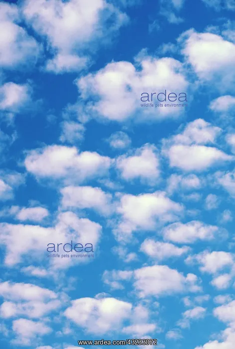 : Cumulus cloud pattern : Cumulus cloud pattern